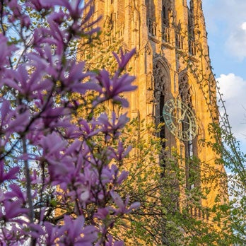 Image of Yale’s Harkness Tower in the sunlight, purple flowers on tree in foreground. Blue skies in background.