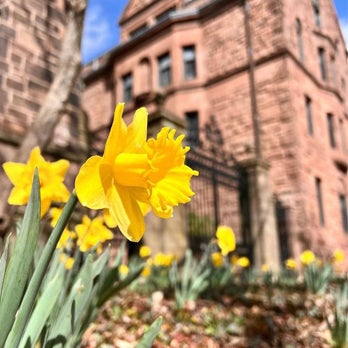 Yellow daffodils in the foreground. Trees, brown stone building, and blue sky in background.