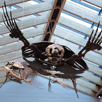 Archelon, the largest turtle ever documented, flees a mosasaur, a predatory marine lizard, above the Peabody Museum’s new Central Gallery.